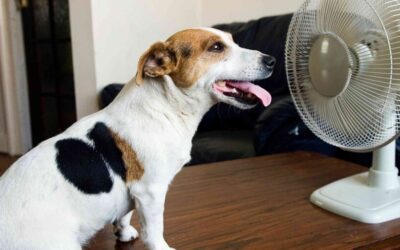 Overhitting bij je hond voorkomen: praktische tips voor warme zomerdagen