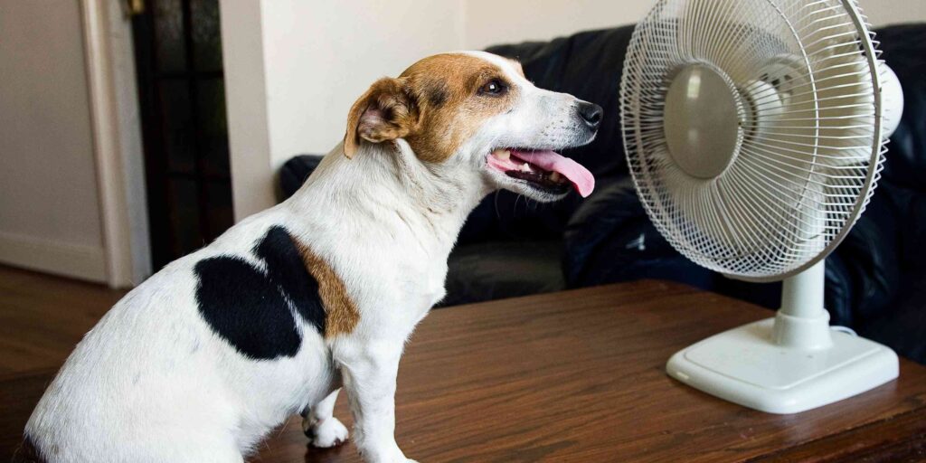 oververhitting bij hond voorkomen