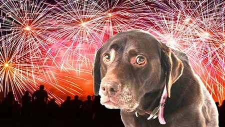 hond bang voor vuurwerk