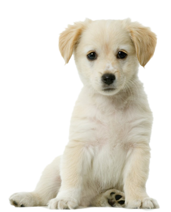 Puppycursus - individueel -